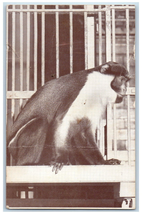 Diana Monkey House Lincoln Park Zoom Chicago Illinois IL Vintage Postcard