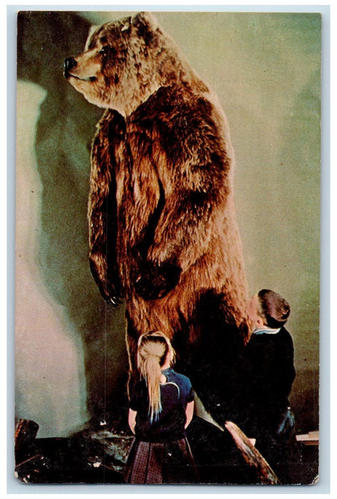University Of Alaska Musuem Alaskan Brown Bear Herendeen Bay AK Vintage Postcard