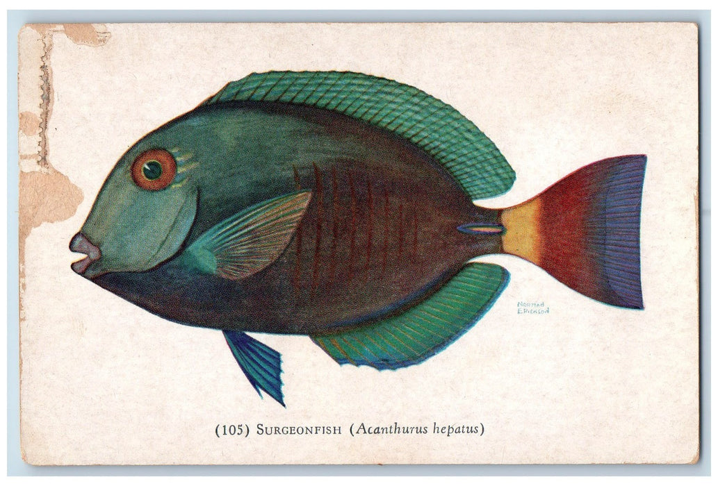 View Of Surgeonfish John G, Shedd Aquarium Chicago Illinois IL Vintage Postcard