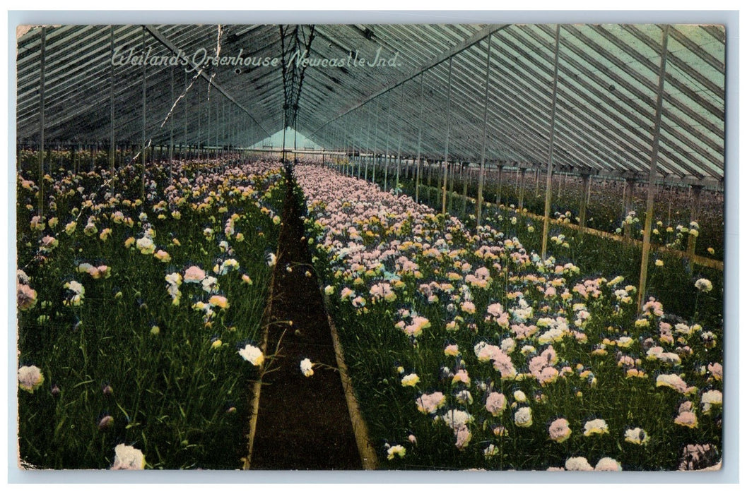 1912 Weiland's Greenhouse Garden Flowers Scene New Castle Indiana IN Postcard