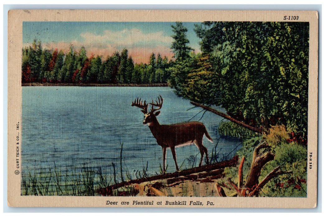 1950 Deer Are Plentiful At Bushkill Falls Pennsylvania PA Vintage Postcard