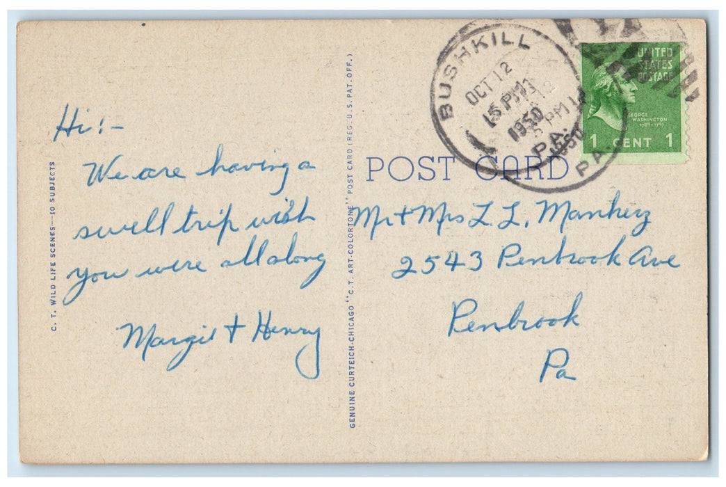 1950 Deer Are Plentiful At Bushkill Falls Pennsylvania PA Vintage Postcard