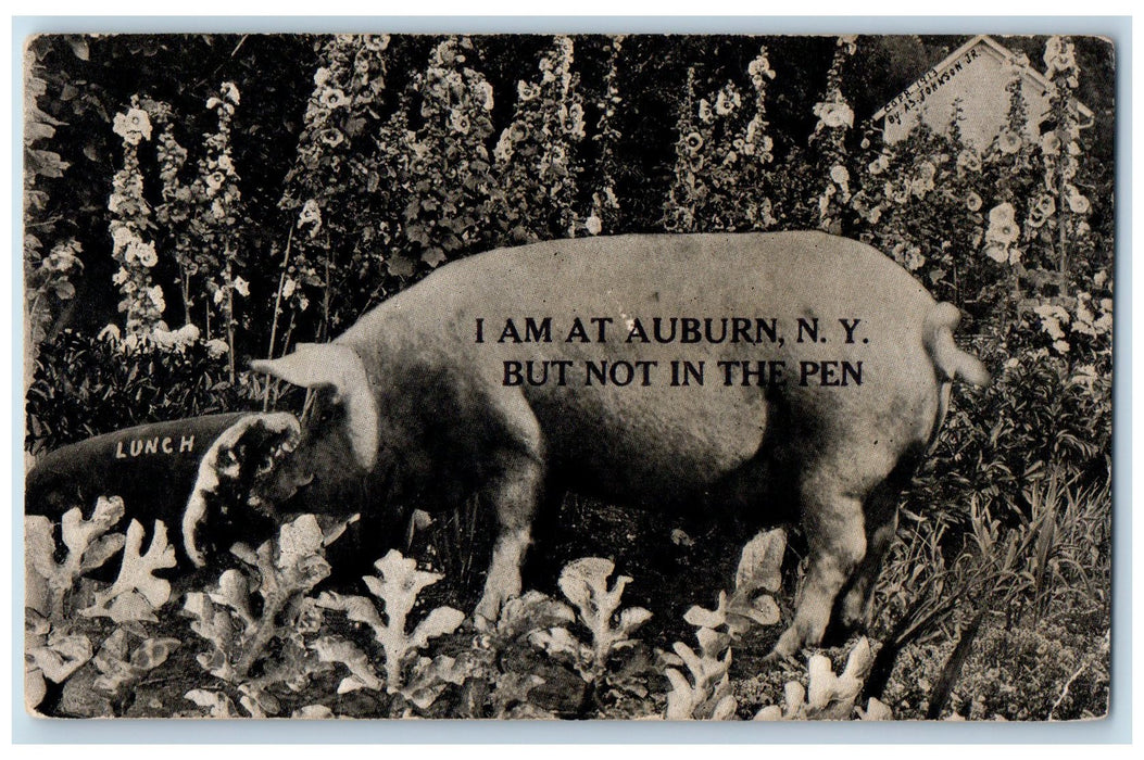 I Am Not At Auburn New York NY, But Not In The Pen Pig Animal Scene  Postcard