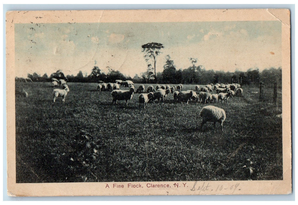 c1910's A Fine Flock Sheep Animals Farm Clarence New York NY Antique Postcard