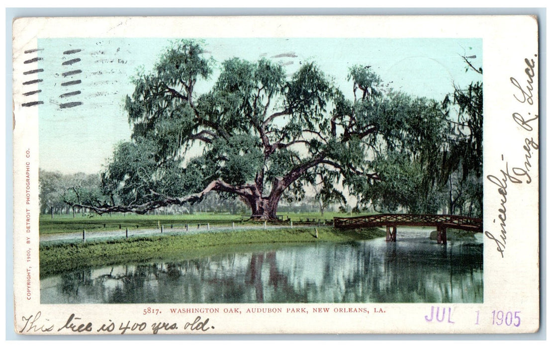 1905 Washington Oak Audubon Park New Orleans Los Angeles LA Posted Postcard