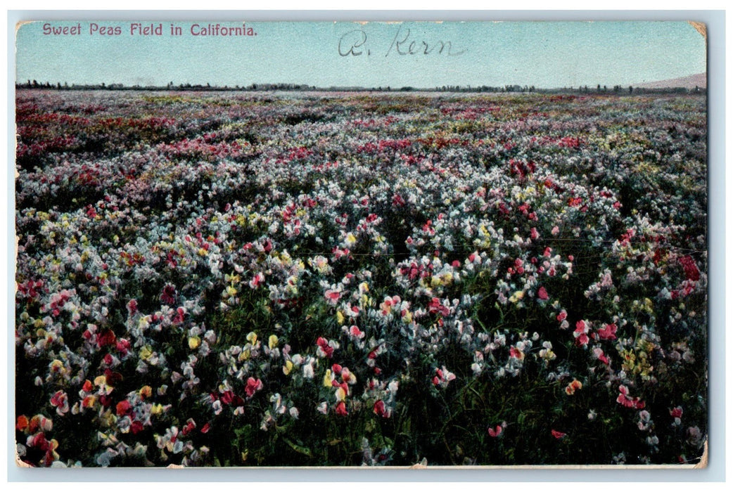 1909 Sweet Peas Field In California San Francisco CA, Garden Flowers Postcard