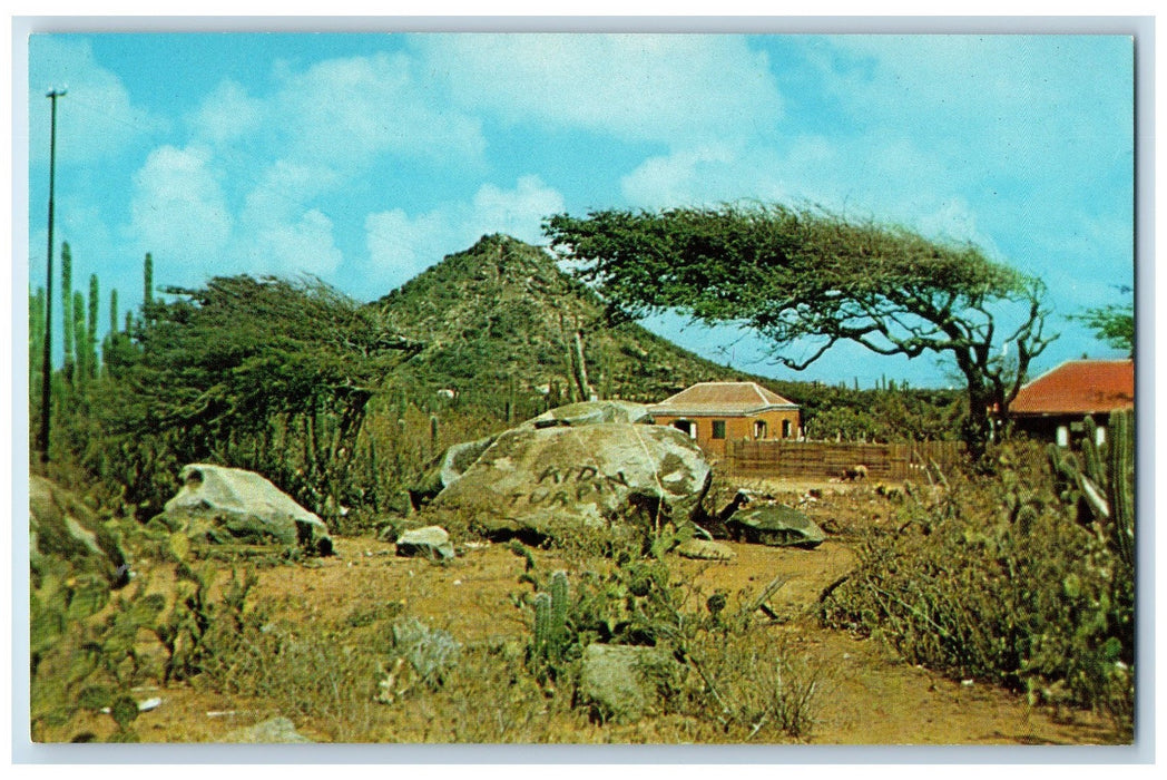 Kid Turpin Hooiberg With Dividivi Tree Aruba Netherlands Vintage Postcard