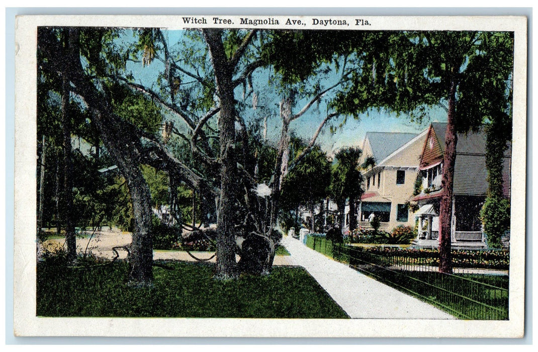 c1920's Witch Tree Magnolia Avenue Daytona Florida FL Unposted Trees Postcard