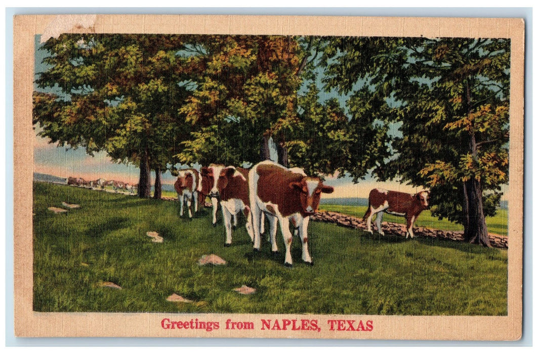 c1920 Greetings From Naples Cows Nature Lined Trees Texas TX Unposted Postcard