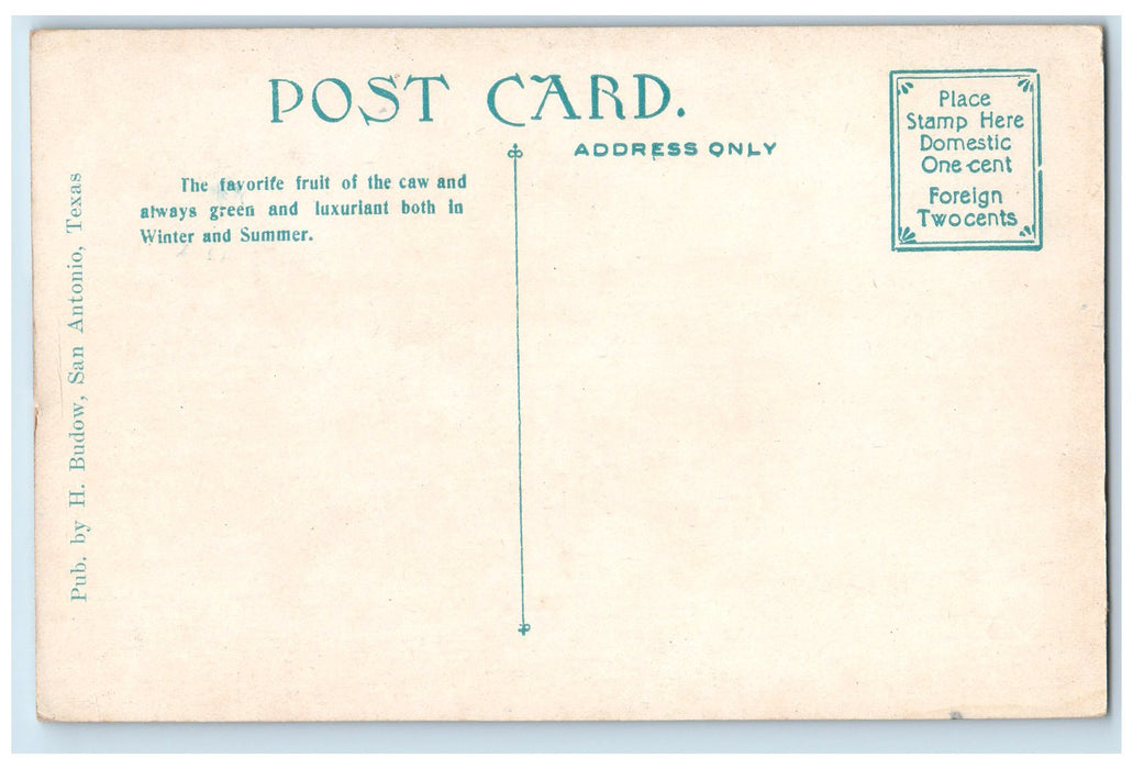 c1910's Cactus Farm Scene Cows San Antonio Texas TX Unposted Vintage Postcard