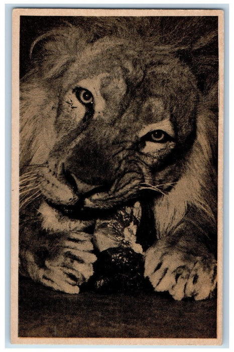 c1940's Nero African Lion At Lincoln Park Zoo Chicago Illinois Unposted Postcard