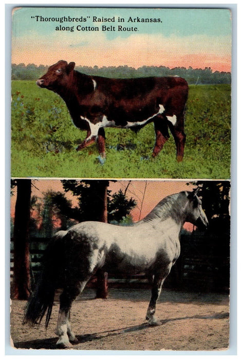 c1910s Thoroughbreds Raised Arkansas Along Cotton Belt AR Cow Horse Postcard