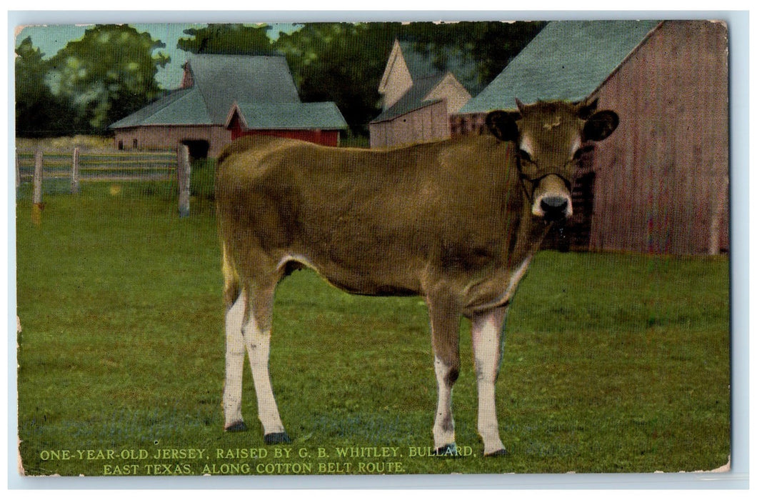 1910 One Year Old Jersey Raised By G.B. Whitley Bullard Texas Unposted Postcard