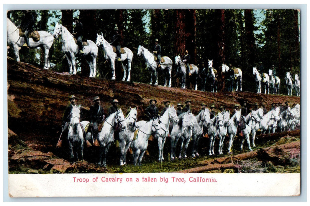 1909 Troop Of Cavalry On A Fallen Big Tree San Diego California CA Postcard