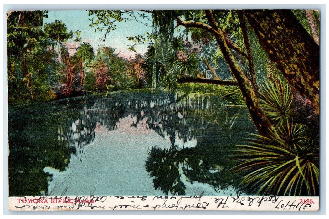 1907 Tomoka River Florida FL, Trees Nature Scene Antique RPO Posted Postcard