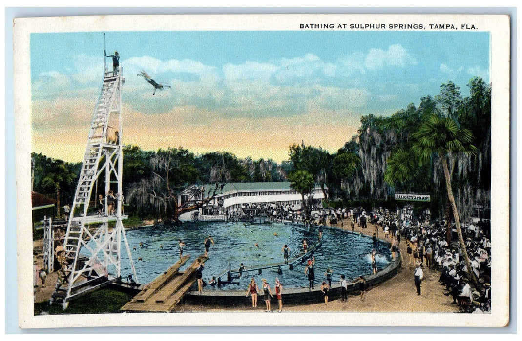 Bathing At Sulphur Springs Tampa Florida FL, Alligator Farm Scene Postcard