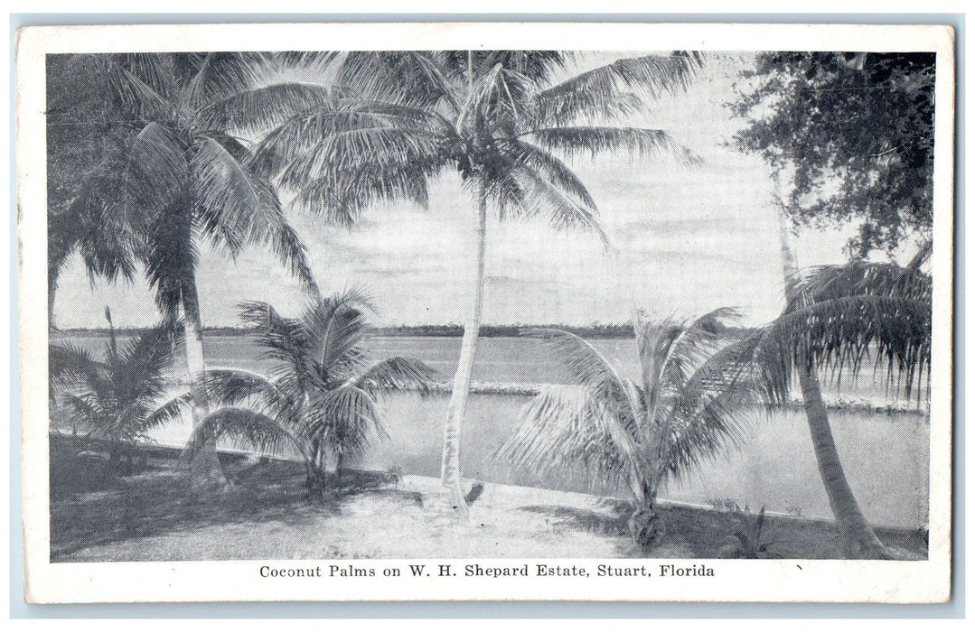 c1910's Coconut Palms On W.H. Shepard Estate Stuart Florida FL Antique Postcard