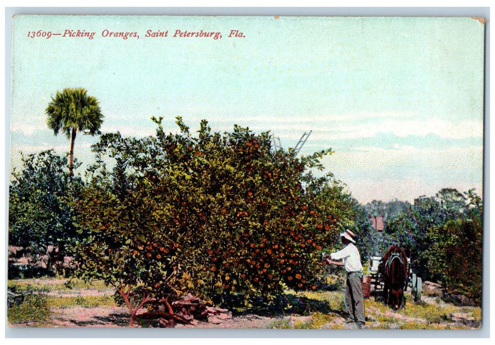 c1950's Picking Oranges Horse Carriage Saint Petersburg Florida FL Postcard