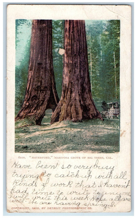 1907 Haverford Mariposa Grove Big Trees Horse Carriage California CA Postcard