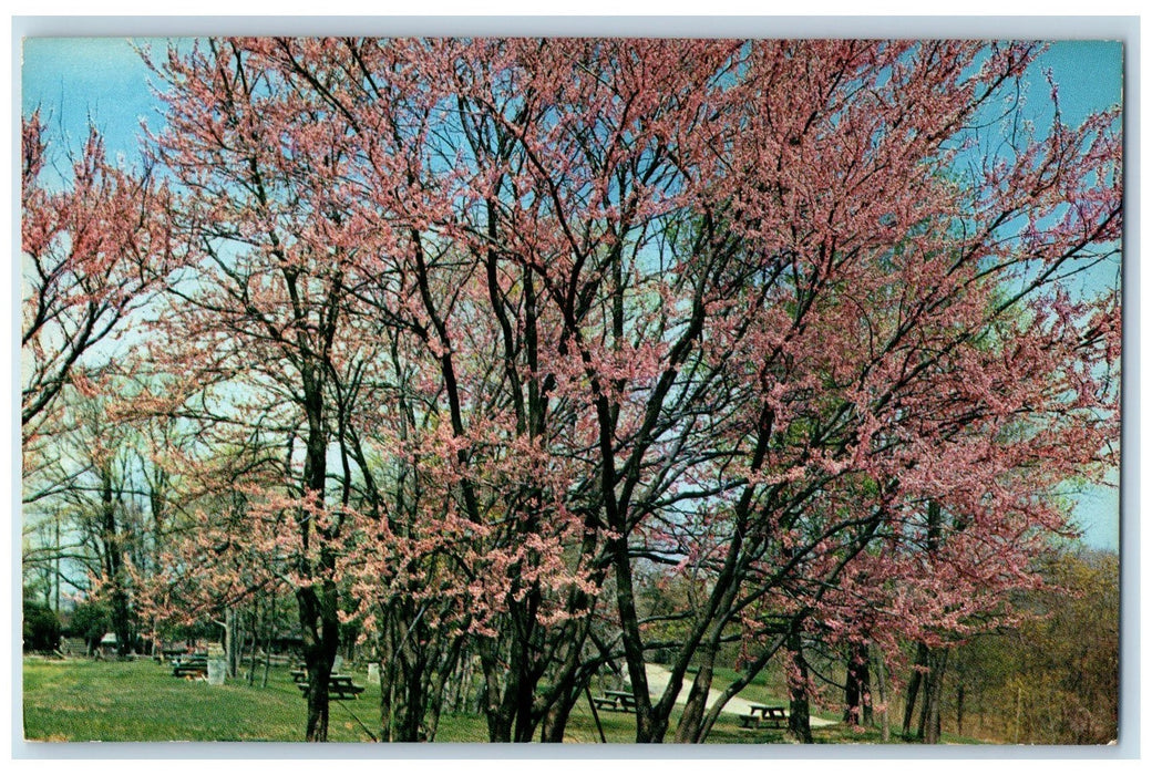 c1960's Red Bud Scene Brown County State Park Indiana IN Unposted Trees Postcard