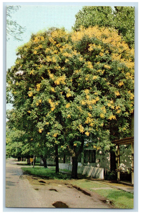 c1960's Golden Rain Tree Koelreuteria Paniculata New Harmony Indiana IN Postcard