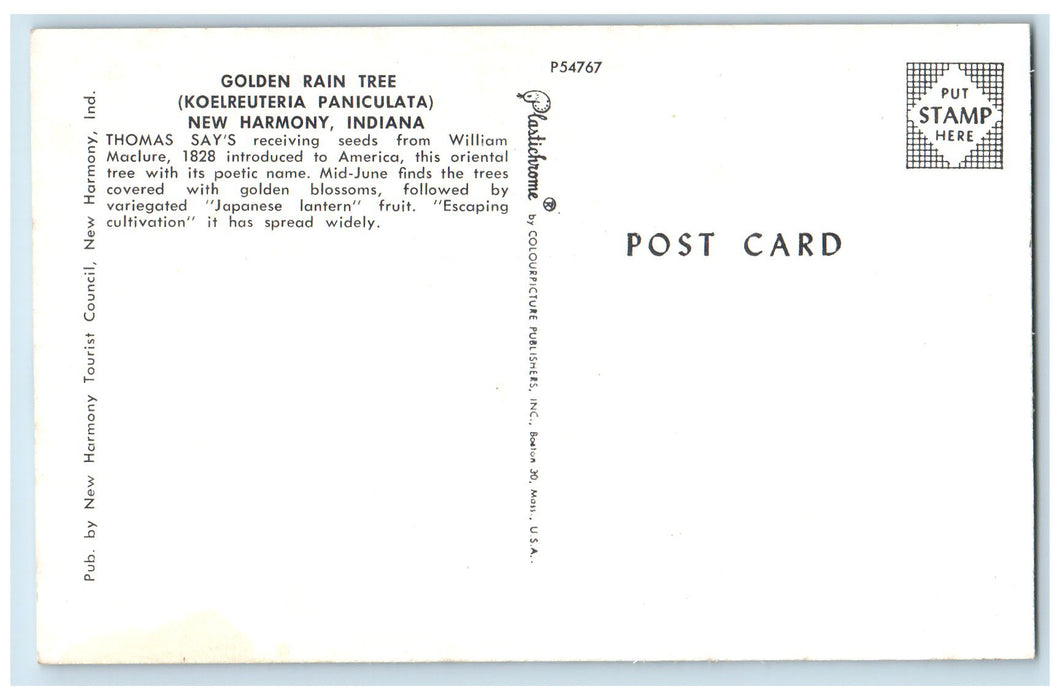 c1960's Golden Rain Tree Koelreuteria Paniculata New Harmony Indiana IN Postcard