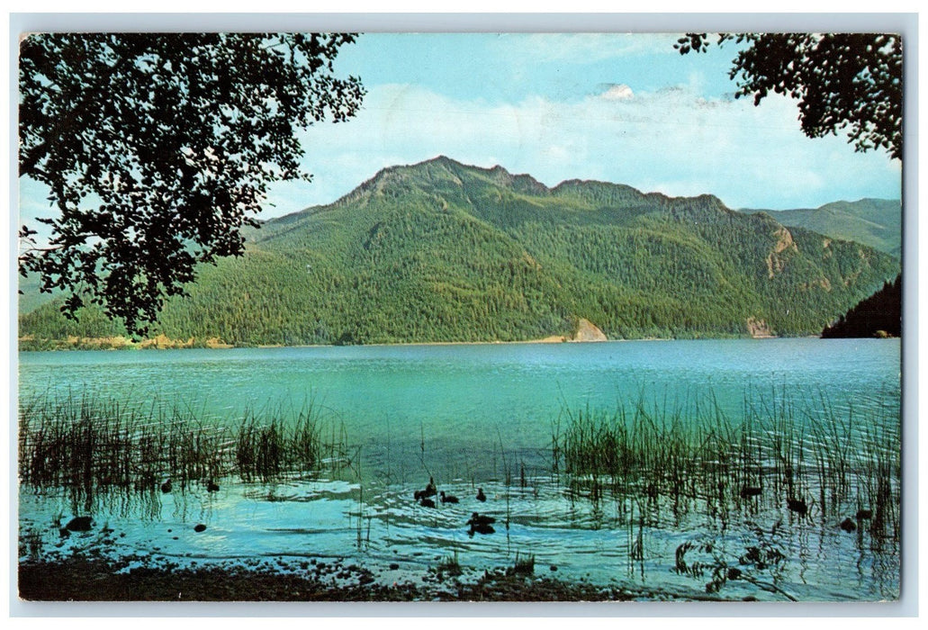 1967 Storm King Mountain Lake Crescent View Duckling's Washington WA Postcard