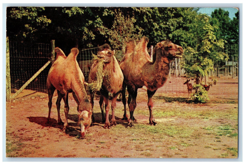 c1960s Catskill Game Two Humped Camels Farm Catskill New York Unposted Postcard