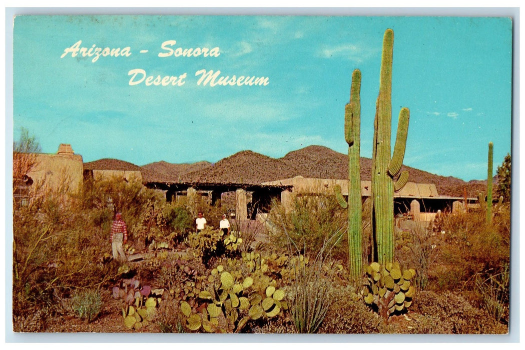 1970 Desert Museum Tourist Cactus Garden Houses Sonora Arizona AZ Postcard