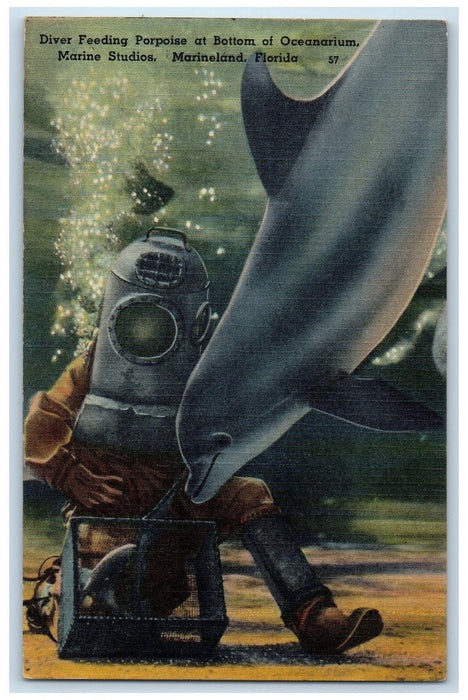 c1950 Diver Feeding Porpoise Bottom Oceanarium Marineland Florida FL Postcard