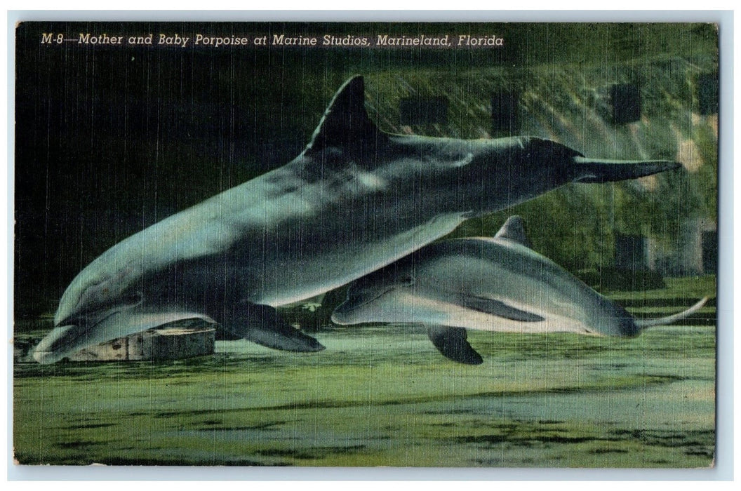 c1950 Mother Baby Porpoise Inseparable Marine Studios Marineland FL Postcard