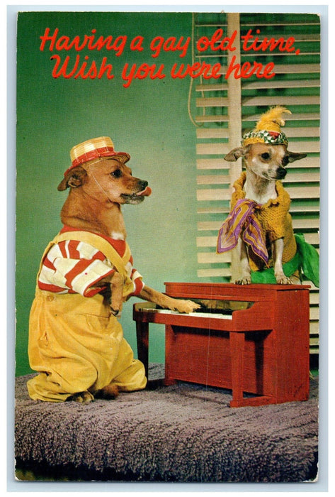 c1950's Having A Gay Old Time Wish You Were Here Chihuahua Piano Postcard