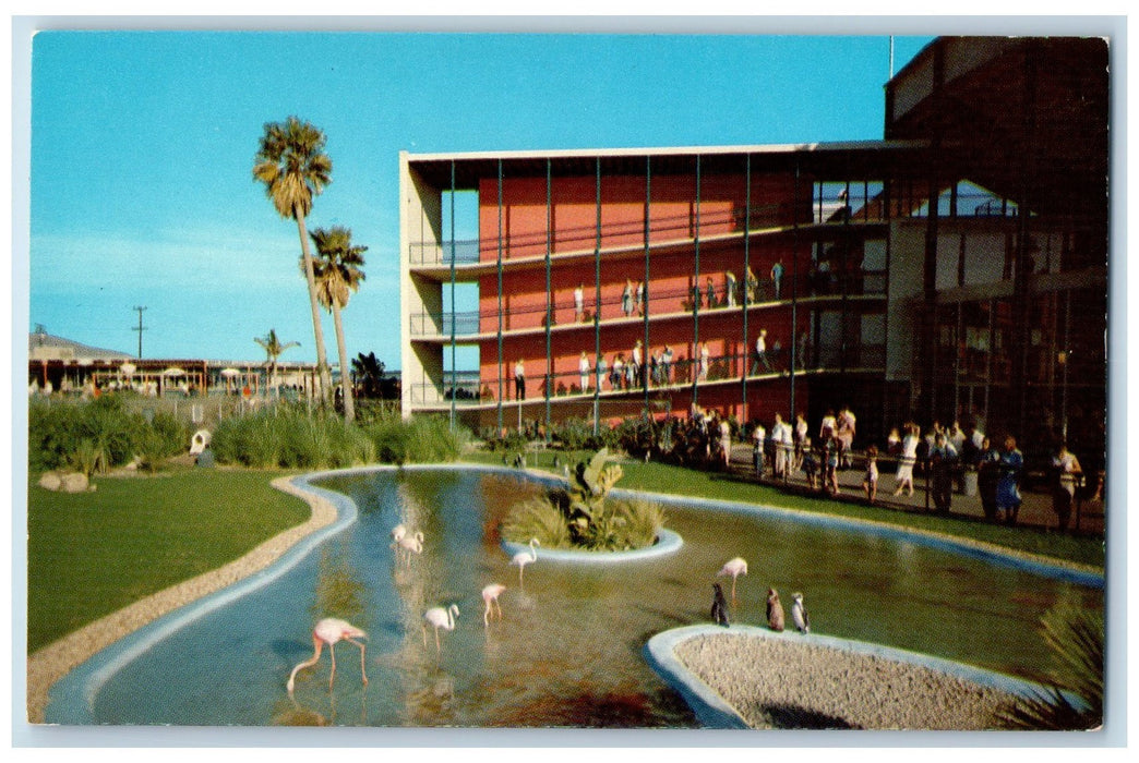 c1950 Flamingo Penguin Pool Pacific Marine Oceanarium Los Angeles CA Postcard