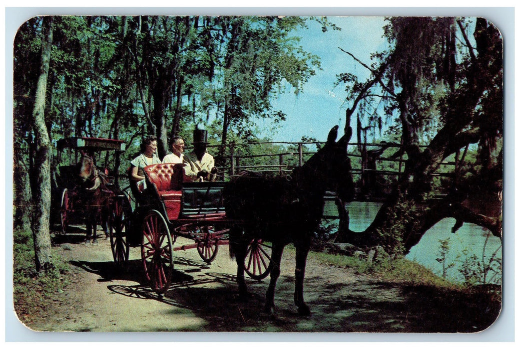 1951 Suwanee River Jungle Drive 19-112 Miles South Tallahassee Posted Postcard