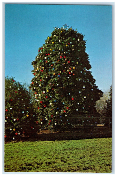 c1950 Cecil County Holly Tree Decorated Colorful Balls 60ft Jackson MD Postcard
