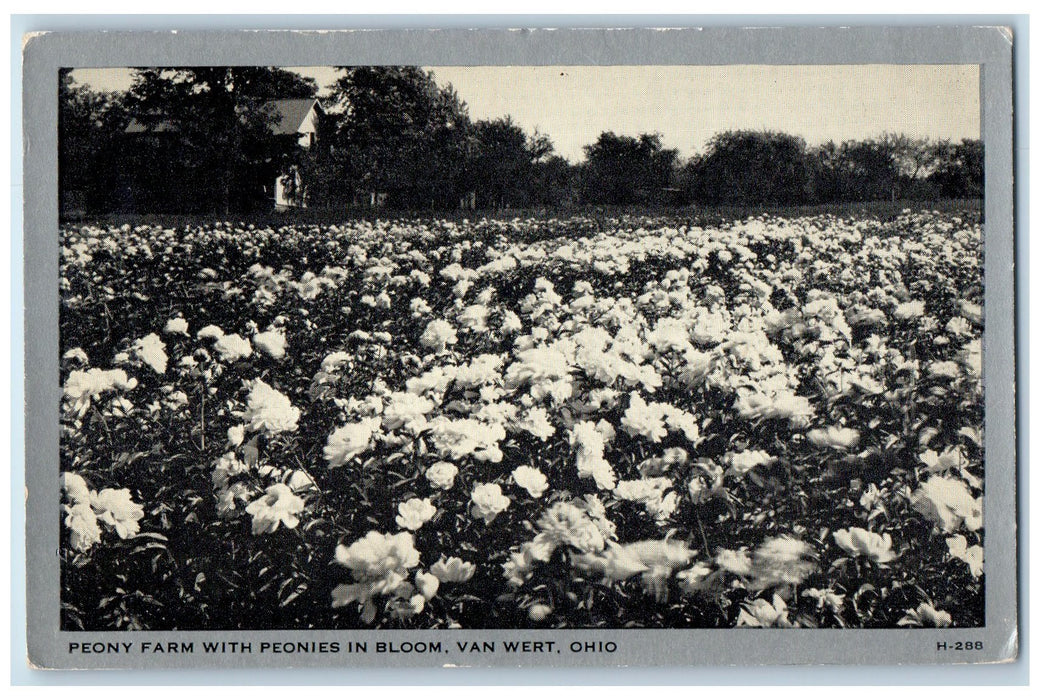 c1960's Peony Farm With Peonies In Bloom View Van Wert Ohio OH Unposted Postcard