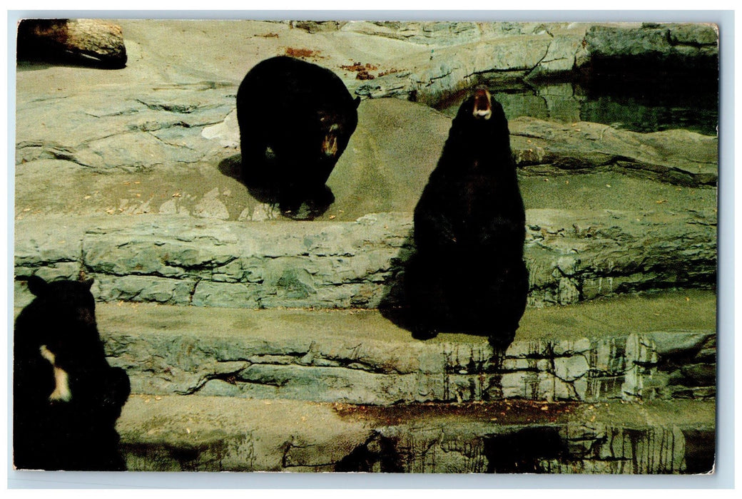 c1960's Black Bears Woodland Park Seattle Washington WA Posted Vintage Postcard