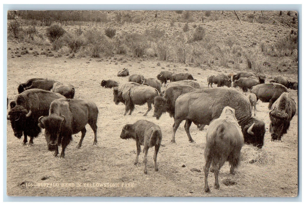 c1950's Buffalo Herd Calf Grass Yellowstone National Park Wyoming WY Postcard