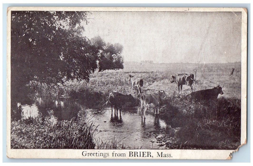 c1920's Greetings From Brier Group Of Cows Pond Lake Massachusetts MA Postcard