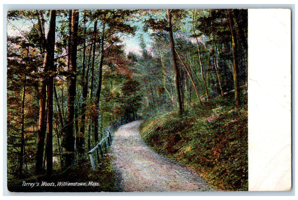 c1905 Torrey's Woods View Dirt Road Grove Williamstown Massachusetts MA Postcard