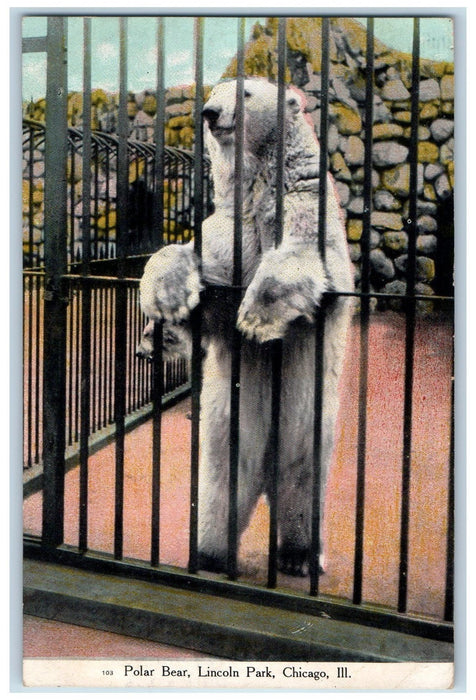 1909 Polar Bear Scene Lincoln Park Chicago Illinois IL Posted Antique Postcard