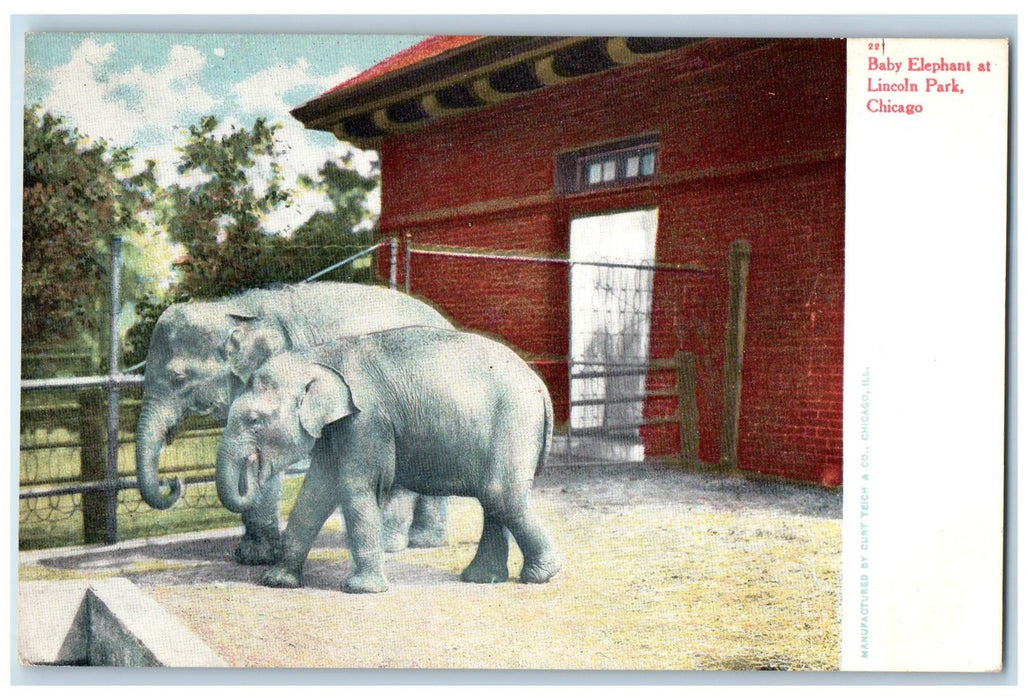 c1905's Baby Elephant Lincoln Park Chicago Illinois IL Unposted Antique Postcard