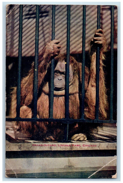 1910 Orang-Outang Scene Lincoln Park Chicago Illinois IL Posted Antique Postcard