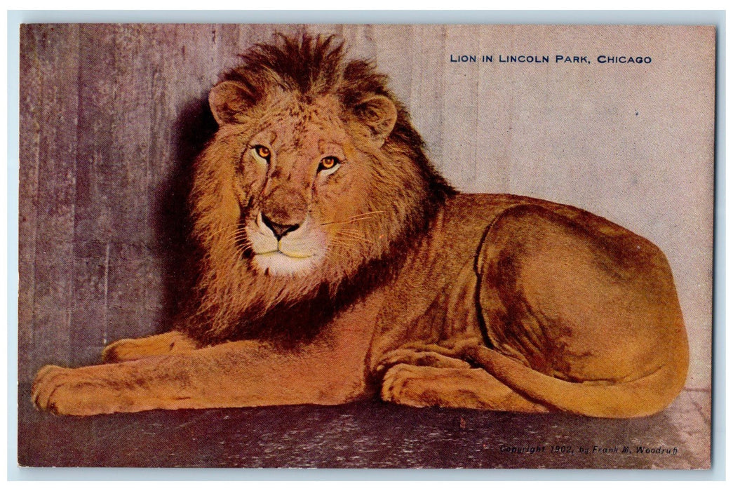 c1940's Lion Scene Lincoln Park Chicago Illinois IL Unposted Vintage Postcard
