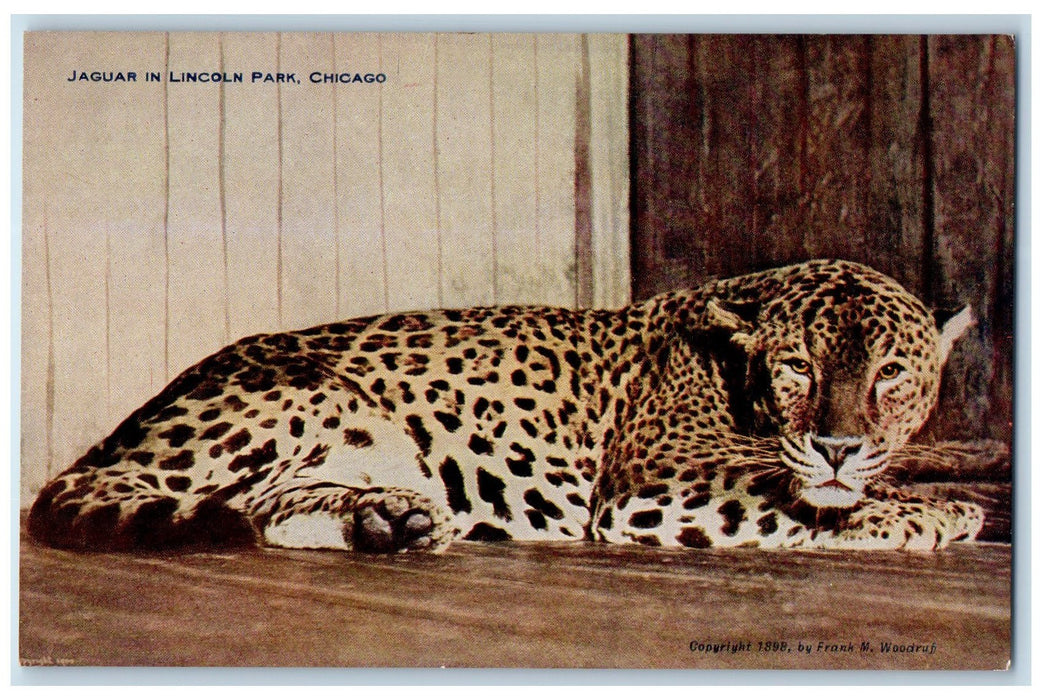 c1940's Jaguar Scene Lincoln Park Chicago Illinois IL Unposted Vintage Postcard