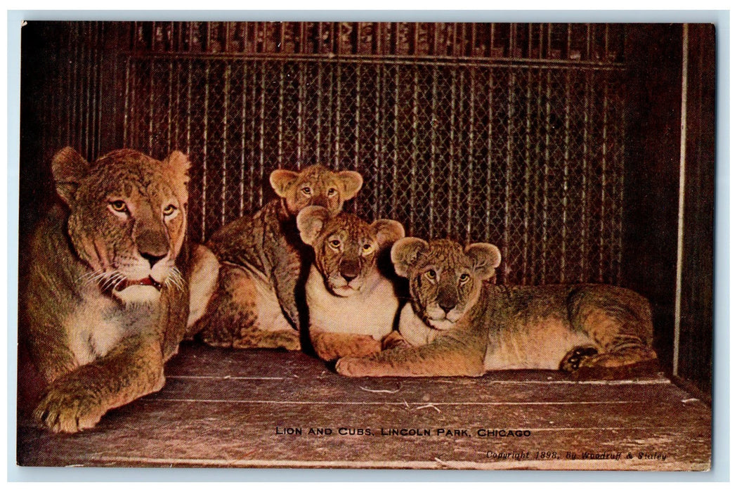 c1940's Lion And Cubs Lincoln Park Chicago Illinois IL Unposted Vintage Postcard