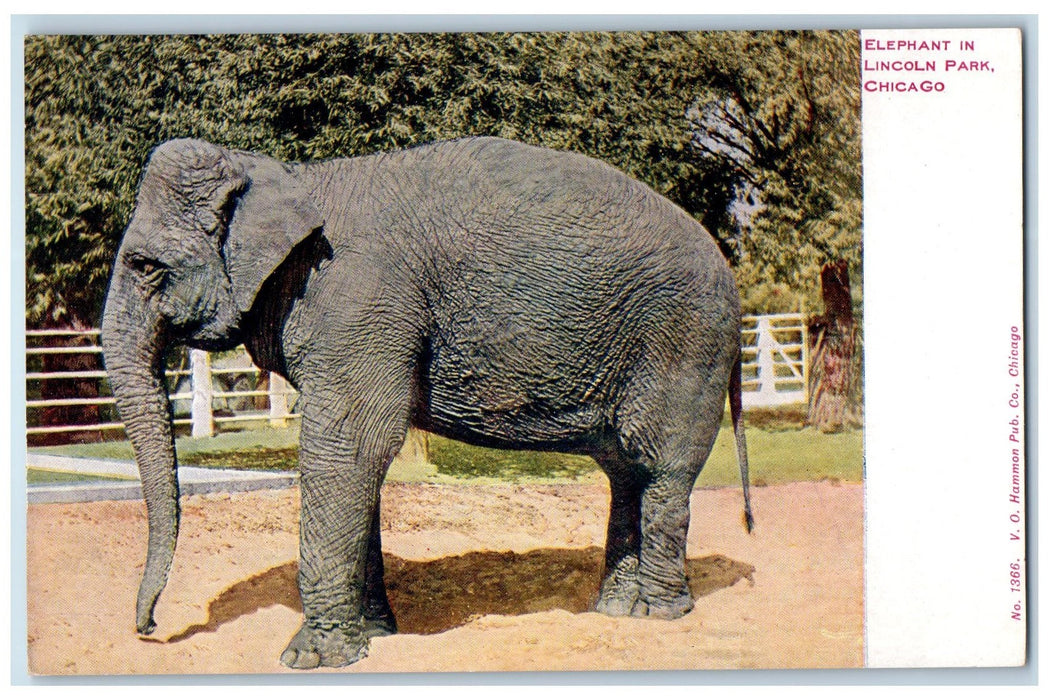c1940s Elephant Scene Lincoln Park Chicago Illinois IL Unposted Vintage Postcard
