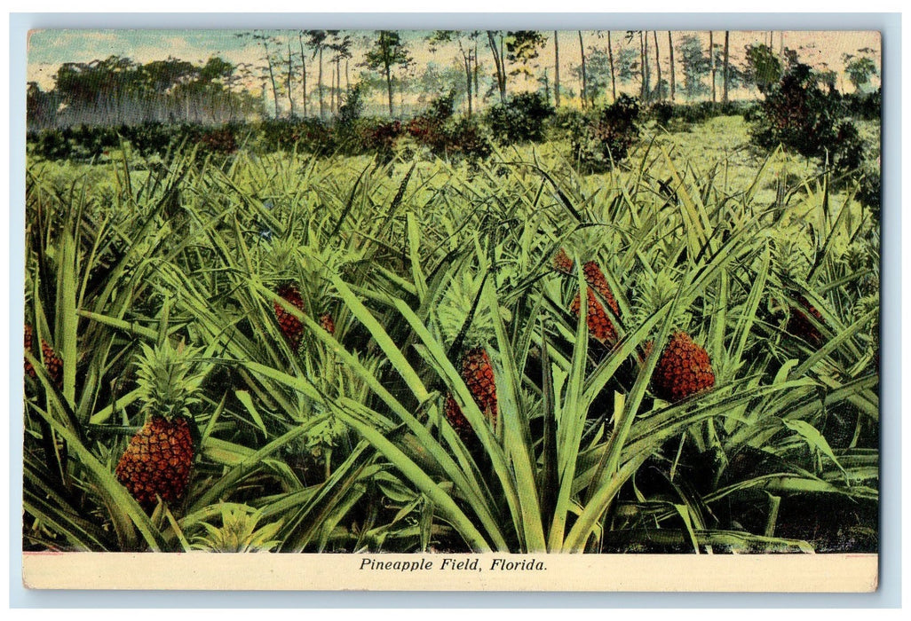 c1950's Pineapple Field Grove Plantation Plants Trees Forest Florida FL Postcard