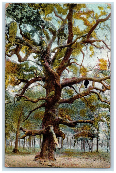 1915 Council Oak Big Tree Scene Sioux City Iowa IA Posted Vintage Postcard