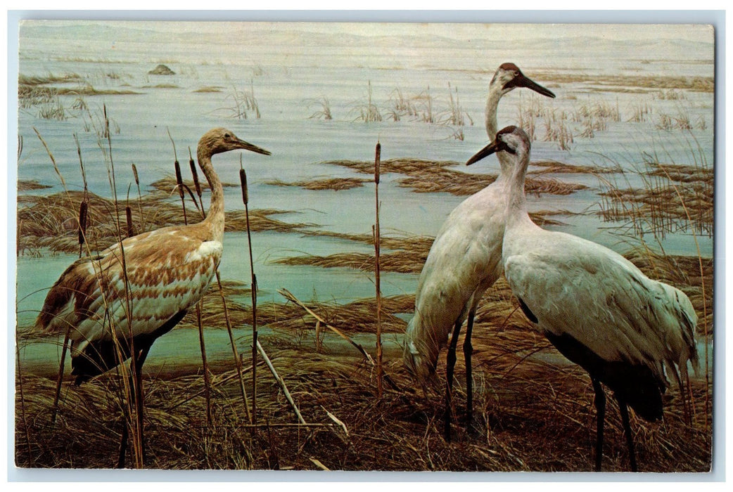 c1950's University Of Nebraska State Of Museum Heron Birds Lincoln NE Postcard